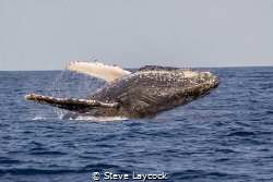 Male humpback breaching near our boat by Steve Laycock 